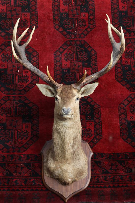 A large and impressive taxidermic ten point stags head, W.3ft H.5ft